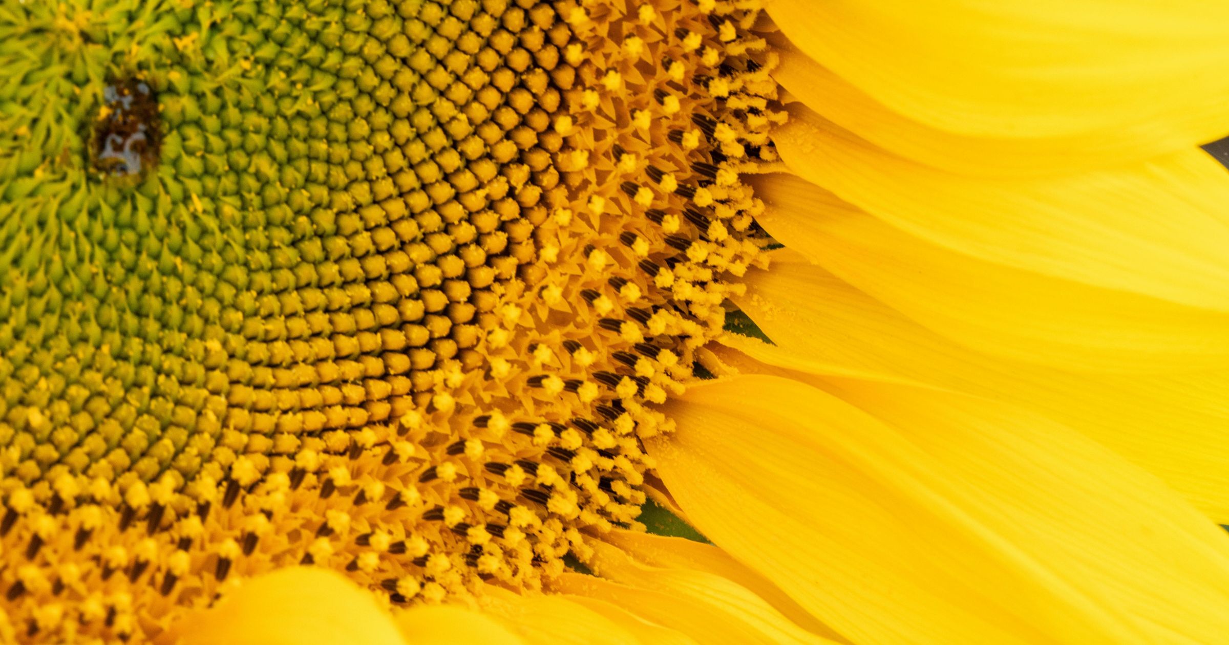 Ngôn ngữ toán học của tự nhiên Fibonacci xuất hiện ở hoa hướng dương Ngôn ngữ toán học của tự nhiên Fibonacci xuất hiện ở hoa hướng dương